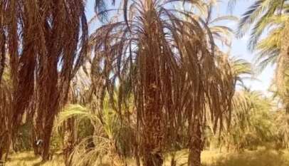 متوكل طه محمد احمد يكتب مروي مابين عيد الجيش ٧١ والعام١٩١٧ بلد قادت حضارة الدنيا كيفن تترخى وتنقاد متوكل طه محمد احمد يكتب مروي مابين عيد الجيش ٧١ والعام١٩١٧ بلد قادت حضارة الدنيا كيفن تترخى وتنقاد