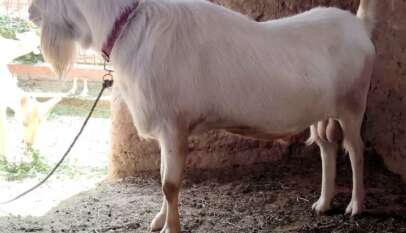 مبادرة سودانية لإحياء سلالة الماعز السعانين وتحسين إنتاج الحليب كتب : بكري خليفة مبادرة سودانية لإحياء سلالة الماعز السعانين وتحسين إنتاج الحليب كتب : بكري خليفة